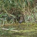 5.лысуха.турали.10.08.12