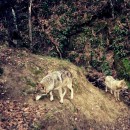 Картина волки