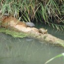 3.черепахи.турали09.07.2011