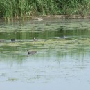 15.лысухиукафе17.07.09