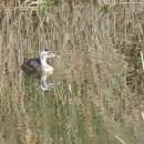 48.чомга.птенец.турали.22.07.11