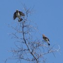 5.2.2.каменка.гоцатль28.07.10