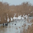 32.б.б.ц.мал.бакл.турали.21.01.11