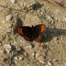 4.чернушка.хунзах.08.07.2011