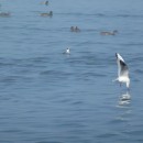 1.луток.оз.чай.судоремзав.21.02.12