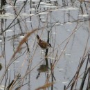 21.инд.камыш.турали.31.03.11