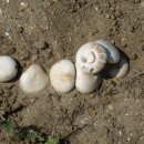 2.шампиньоны.турали.20.04.12