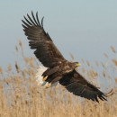 Орлан-белохвост