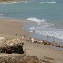 9.краснозоб.песчанка.турали.2.9.2011