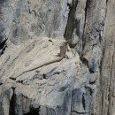 1.ящерица.тлярата.17-20.07.12