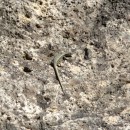 ящерица.тлохск.ущелье.06.07.2011