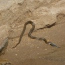 21.ужестсазана.турали.05.10.11