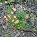 маки.тлярата.17-20.07.12