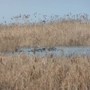 14.лысухи.султанка.турали.28.01.2011