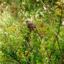 21.горн.овс.тлярош.15.08.10