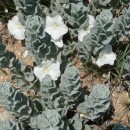 1.вьюн.персид.турали.11.06.2011