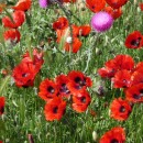 8.макиподорогенасарыкум.14.05.10