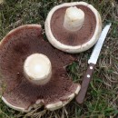 1.шампиньон.турали.28.10.11