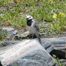 6.бел.тряс.тлярата.17-20.07.12