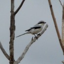 27.сер.сорокопут.турали.10.09.10