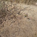 1.щеглы.турали.3.11.11