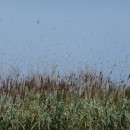 22.саранча.турали.19.08.2011