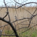 мельничек.обр.