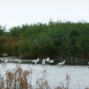 2.м.б.ц.каравай.7.8.09турали