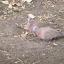 44.мал.горл.мойдвор.2.12.11.