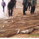 Сбор ихтиологического материала