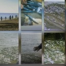 Лаборатория ихтиологии