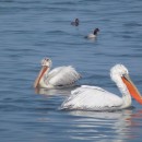 100.кудрявыйпиликан.красногол.ныр.судоремзав.21.02.12