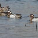 Чирок-трескунок