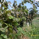 Лаборатория биохимии и биотехнологии