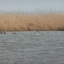 1.широконоска.турали.8.4.11