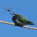 зелен.щур.турали2.10.10