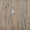 23.усат.син.турали10