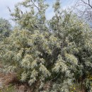 1.лохузколист.турали.27.05.11