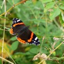 4.адмирал.тлярош.12.08.10