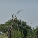 7.рыж.цапля.турали.20.08.10