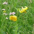 3.лилияоднобрат.матлас.8.07.10