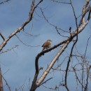 17.широкохв.камыш.турали.05.05.11