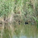 9лысухасвыводк.турали.11.06.2011