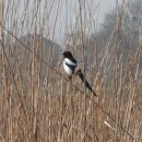 1.сорока.турали.18.04.10