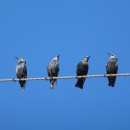 17.скворецоб.турали.05.10.11