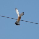 20.степ.пустельга.турали.9.9.2011