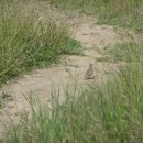 1.хохл.жаворон.турали.25.05.10