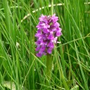 1.орхидея.матлас.8.07.10