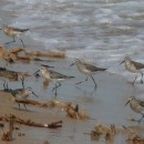 57.краснозобик.турали.2.9.2011