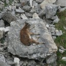 Безоар 2года